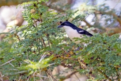 Tropical Boubou [Laniarius major major]
