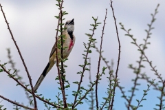 Rosy-patched Bushshrike [Telophorus cruentus hilgerti] 