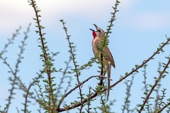 Rosy-patched Bushshrike [Telophorus cruentus hilgerti] 