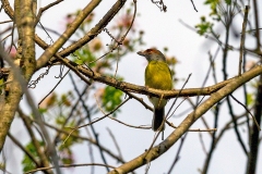 Rufous-browed Peppershrike [Cyclarhis gujanensis subflavescens]