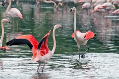Greater Flamingo [Phoenicopterus roseus] 