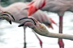 Greater Flamingo [Phoenicopterus roseus] 