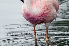 James's Flamingo [Phoenicoparrus jamesi] 