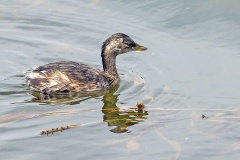 Little Grebe [Tachybaptus ruficollis capensis]