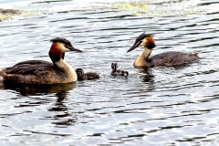 Great Crested Grebe [Podiceps cristatus cristatus]