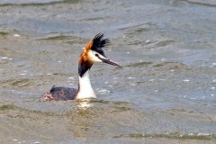 Great Crested Grebe [Podiceps cristatus cristatus] 