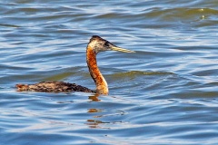 Great Grebe [Podiceps major major] 
