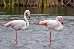 Greater Flamingo [Phoenicopterus roseus]