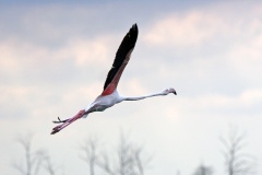 Greater Flamingo [Phoenicopterus roseus]