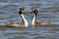 Crested Grebe [Podiceps cristatus infuscatus]