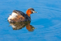Little Grebe [Tachybaptus ruficollis capensis]