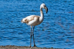 Lesser Flamingo [Phoeniconaias minor]
