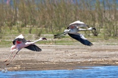Lesser Flamingo [Phoeniconaias minor]