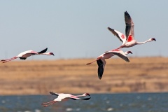 Lesser Flamingo [Phoeniconaias minor]