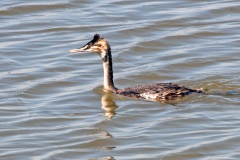 Great Crested Grebe [Podiceps cristatus infuscatus]