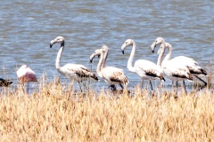 Greater Flamingo [Phoenicopterus roseus]