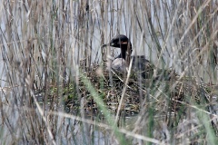 Little Grebe [Tachybaptus ruficollis capensis]