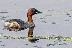 Little Grebe [Tachybaptus ruficollis capensis]