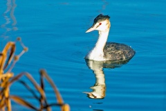 Great Crested Grebe [Podiceps cristatus cristatus] 