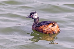 White-tufted Grebe [Rollandia rolland chilensis]