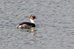 Silvery Grebe [Podiceps occipitalis occipitalis] 