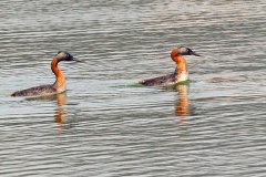 Great Grebe [Podiceps major major] 