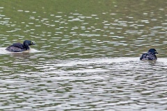 Least Grebe [Tachybaptus dominicus brachyrhynchus] 