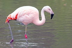 Chilean Flamingo [Phoenicopterus chilensis] 