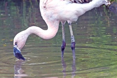 Chilean Flamingo [Phoenicopterus chilensis] 