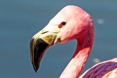 Andean Flamingo [Phoenicoparrus andinus] 