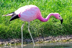 Andean Flamingo [Phoenicoparrus andinus] 
