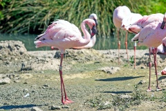 Lesser Flamingo [Phoeniconaias minor] 