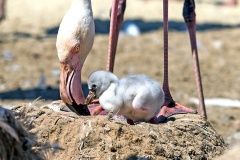 Greater Flamingo [Phoenicopterus roseus] 