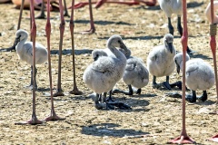 Greater Flamingo [Phoenicopterus roseus] 