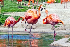 American Flamingo [Phoenicopterus ruber] 
