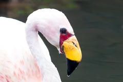 James's Flamingo [Phoenicoparrus jamesi] 