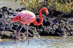 American Flamingo [Phoenicopterus ruber] 