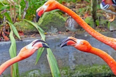 American Flamingo [Phoenicopterus ruber] 