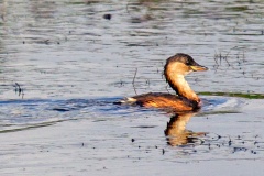 Little Grebe [Tachybaptus ruficollis ruficollis] 