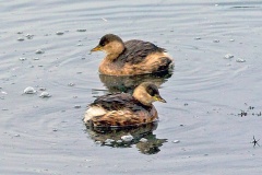Little Grebe [Tachybaptus ruficollis ruficollis] 