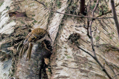 POLIOPTILIDAE, SITTIDAE, CERTHIIDAE, MIMIDAE, STURNIDAE & BUPHAGIDAE 