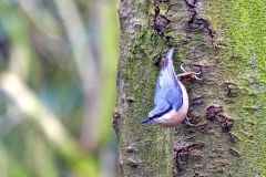Eurasian Nuthatch [Sitta europaea caesia] 