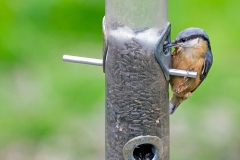 Eurasian Nuthatch [Sitta europaea caesia] 