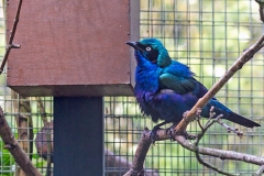Splendid Starling [Lamprotornis purpureus] 