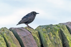 Common Starling [Sturnus vulgaris zetlandicus]