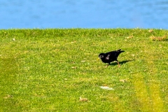 Spotless Starling [Sturnus unicolor] 
