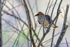 Violet-backed Starling [Cinnyricinclus leucogaster verreauxi] 