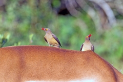 Red-billed Oxpecker [Buphagus erythrorynchus]