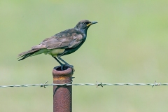Pied Starling [Lamprotornis bicolor] 