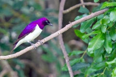 Violet-backed Starling [Cinnyricinclus leucogaster verreauxi] 